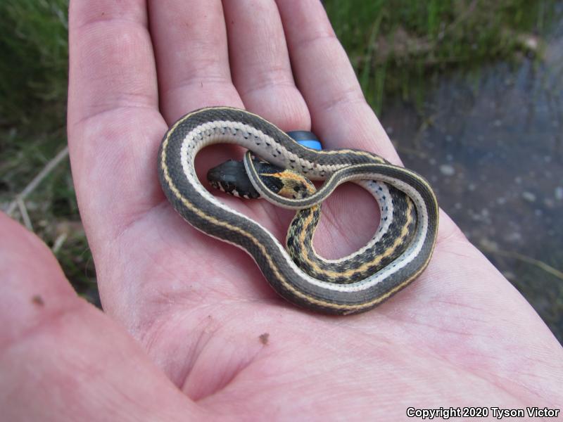 Western Black-necked Gartersnake (Thamnophis cyrtopsis cyrtopsis)