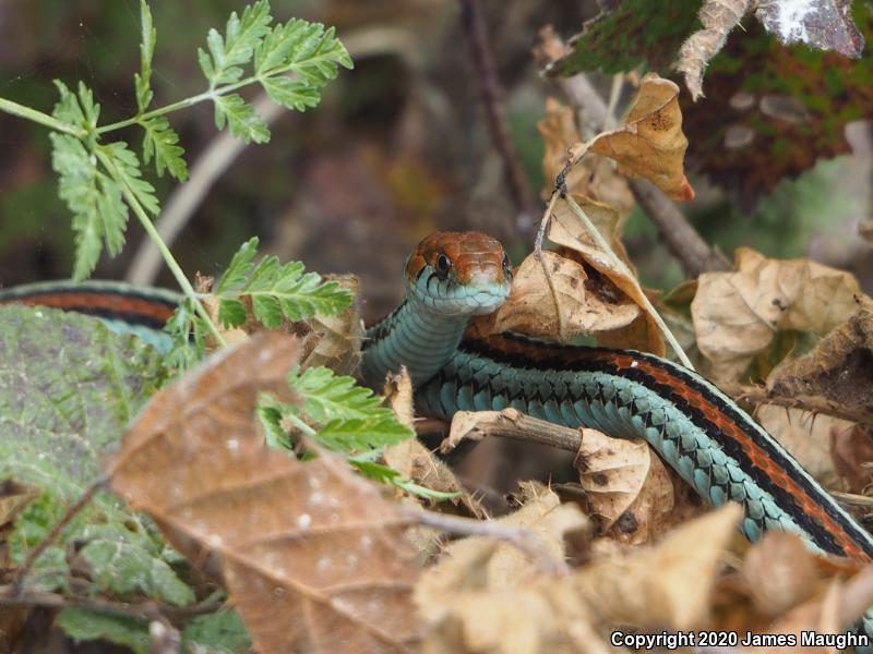 San Francisco Gartersnake (Thamnophis sirtalis tetrataenia)