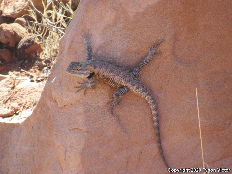 Orange-headed Spiny Lizard (Sceloporus magister cephaloflavus)