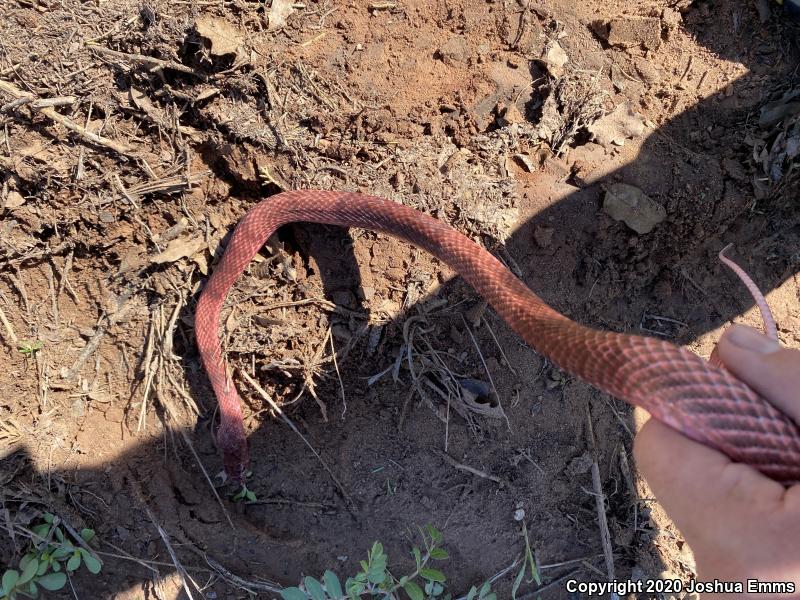 Western Coachwhip (Coluber flagellum testaceus)