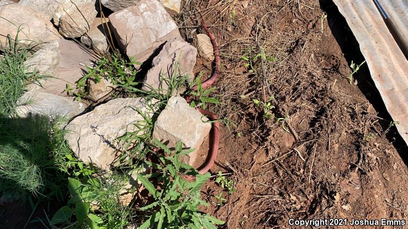 Western Coachwhip (Coluber flagellum testaceus)