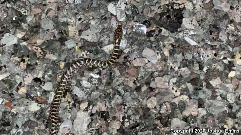 Painted Desert Glossy Snake (Arizona elegans philipi)