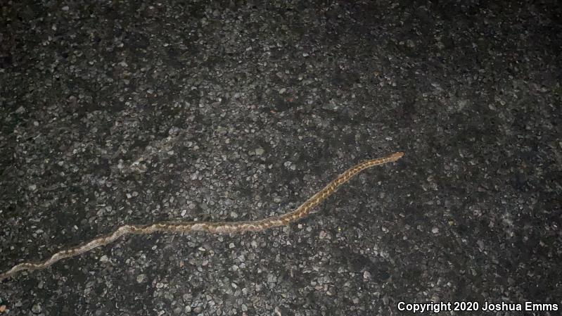 Painted Desert Glossy Snake (Arizona elegans philipi)