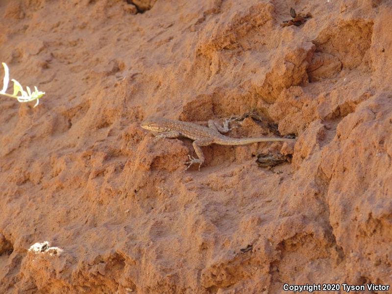 Plateau Side-blotched Lizard (Uta stansburiana uniformis)