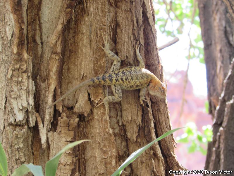 Orange-headed Spiny Lizard (Sceloporus magister cephaloflavus)