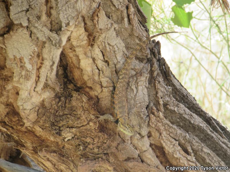 Orange-headed Spiny Lizard (Sceloporus magister cephaloflavus)