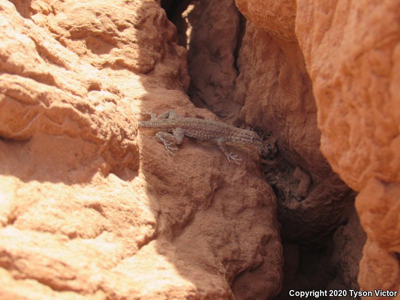 Plateau Side-blotched Lizard (Uta stansburiana uniformis)