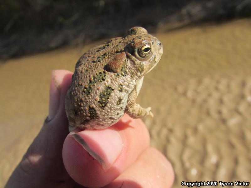 Great Plains Toad (Anaxyrus cognatus)