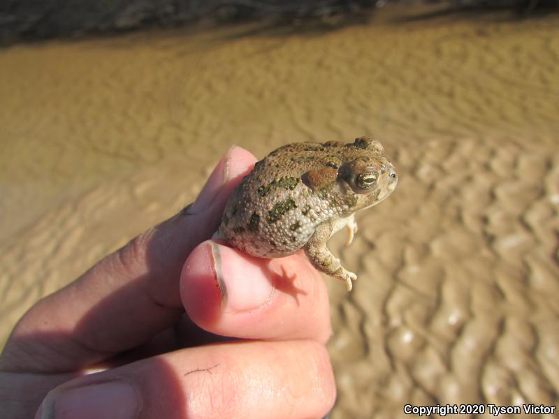 Great Plains Toad (Anaxyrus cognatus)