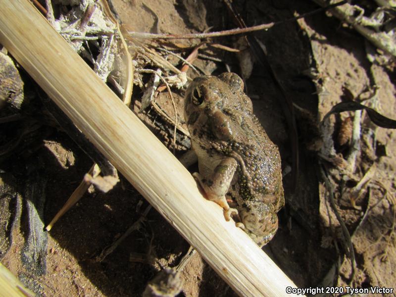 Great Plains Toad (Anaxyrus cognatus)