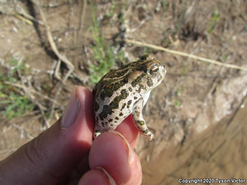 Great Plains Toad (Anaxyrus cognatus)