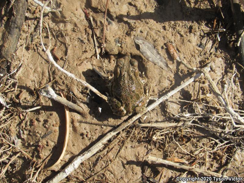 Great Plains Toad (Anaxyrus cognatus)