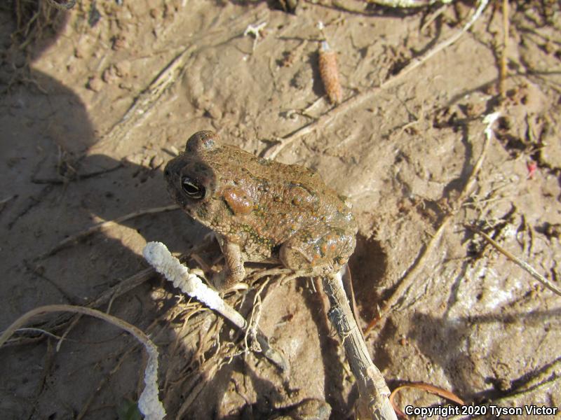 Great Plains Toad (Anaxyrus cognatus)