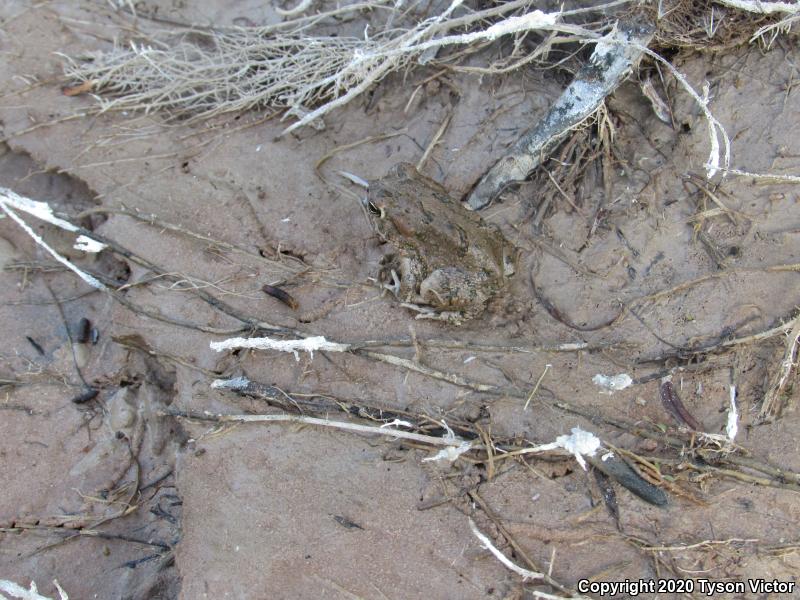 Great Plains Toad (Anaxyrus cognatus)