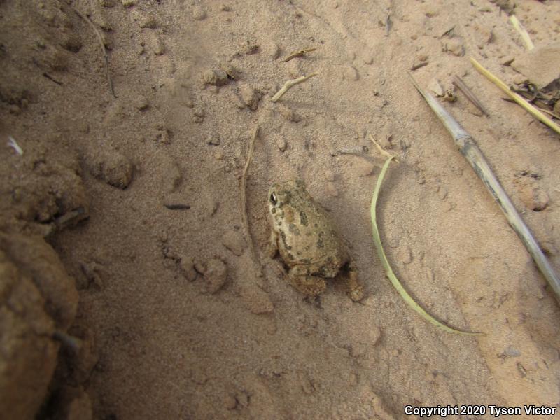 Great Plains Toad (Anaxyrus cognatus)