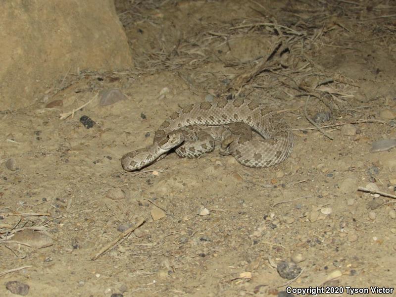 Midget Faded Rattlesnake (Crotalus oreganus concolor)