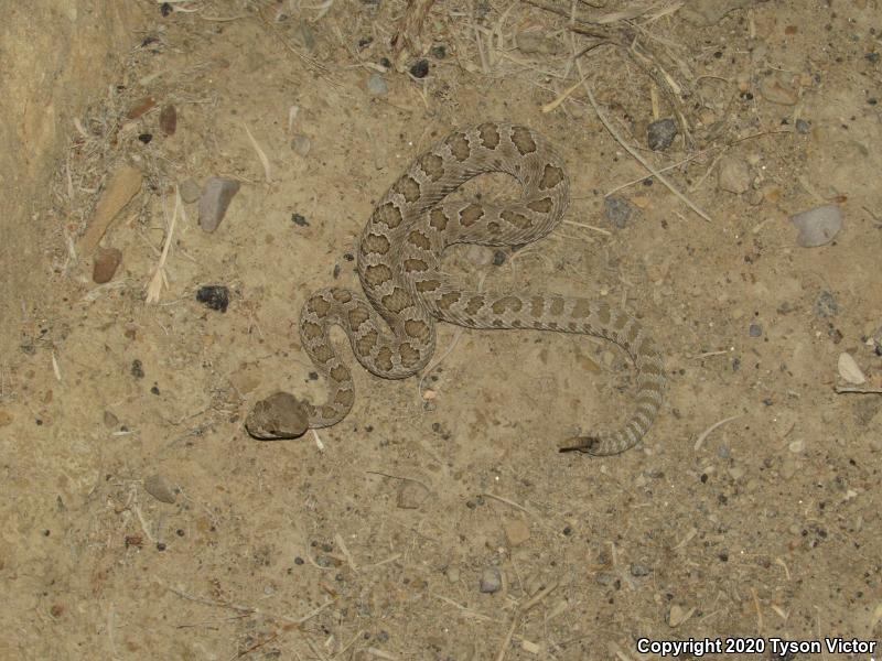 Midget Faded Rattlesnake (Crotalus oreganus concolor)