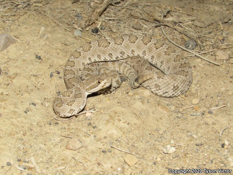 Midget Faded Rattlesnake (Crotalus oreganus concolor)