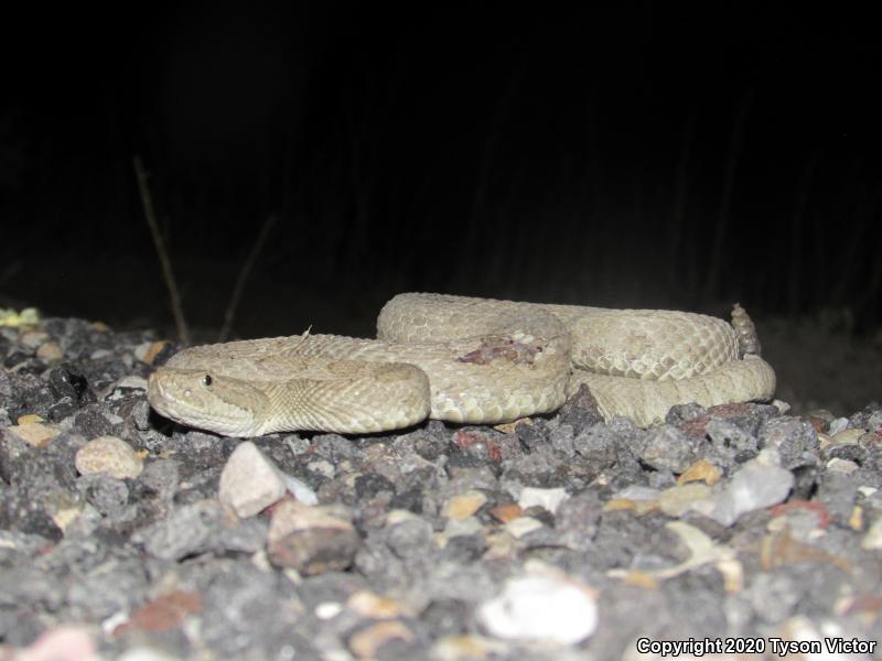 Midget Faded Rattlesnake (Crotalus oreganus concolor)