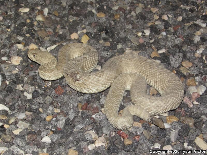 Midget Faded Rattlesnake (Crotalus oreganus concolor)