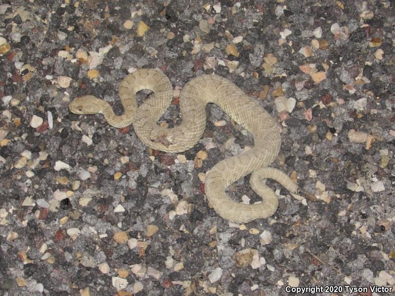 Midget Faded Rattlesnake (Crotalus oreganus concolor)