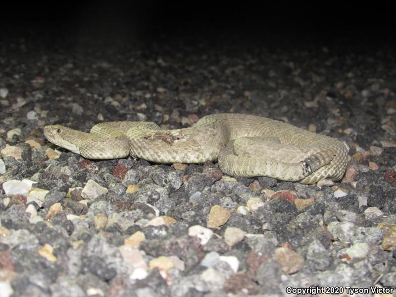 Midget Faded Rattlesnake (Crotalus oreganus concolor)