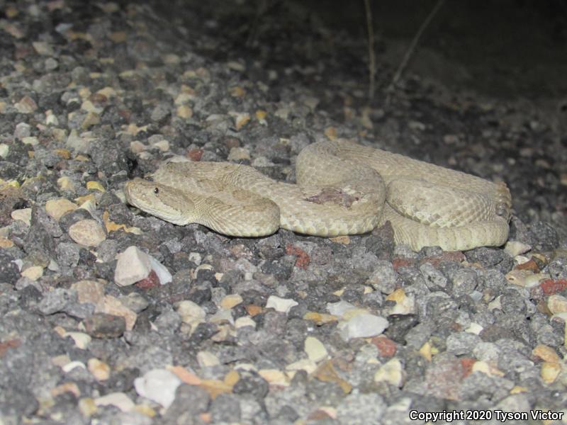 Midget Faded Rattlesnake (Crotalus oreganus concolor)