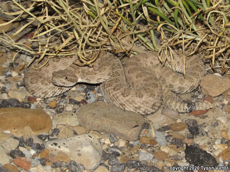 Midget Faded Rattlesnake (Crotalus oreganus concolor)