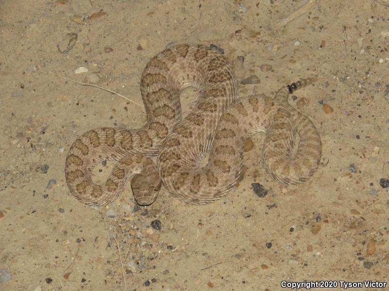 Midget Faded Rattlesnake (Crotalus oreganus concolor)