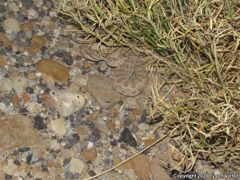 Midget Faded Rattlesnake (Crotalus oreganus concolor)