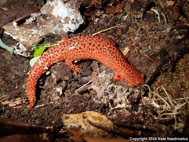 Northern Red Salamander (Pseudotriton ruber ruber)