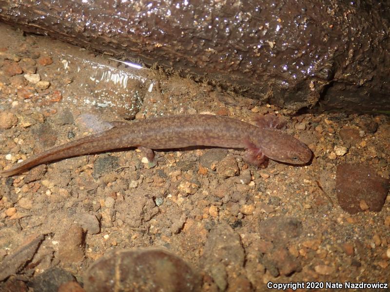 Northern Red Salamander (Pseudotriton ruber ruber)