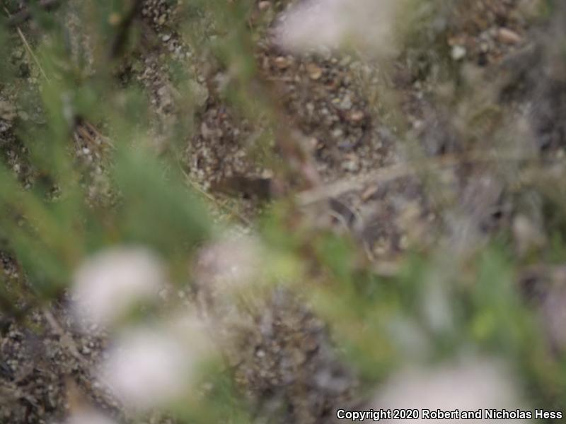 California Striped Racer (Coluber lateralis lateralis)