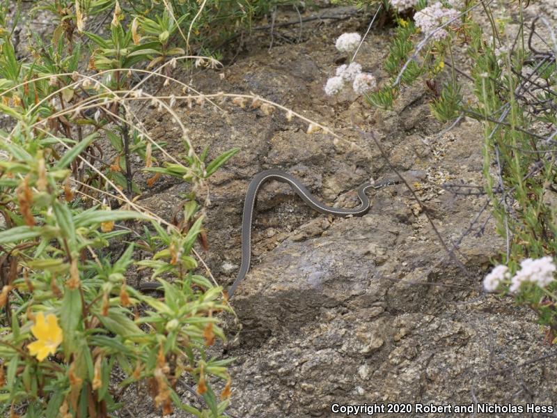 California Striped Racer (Coluber lateralis lateralis)