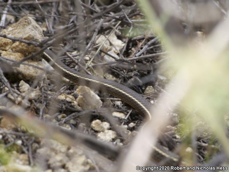 California Striped Racer (Coluber lateralis lateralis)