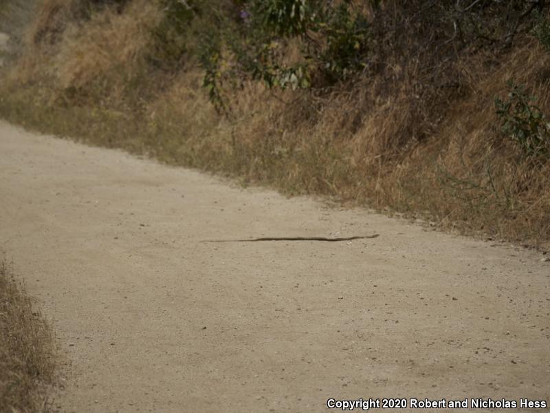 California Striped Racer (Coluber lateralis lateralis)