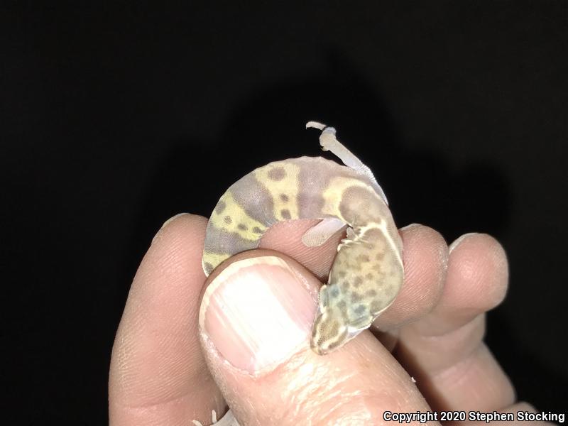 Desert Banded Gecko (Coleonyx variegatus variegatus)