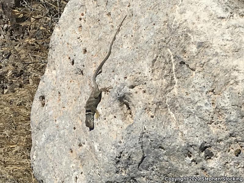 Great Basin Collared Lizard (Crotaphytus bicinctores)