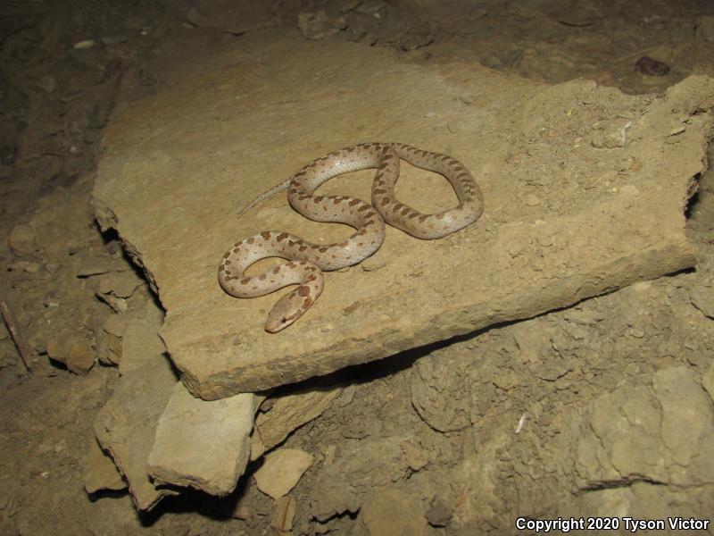 Mesa Verde Nightsnake (Hypsiglena chlorophaea loreala)