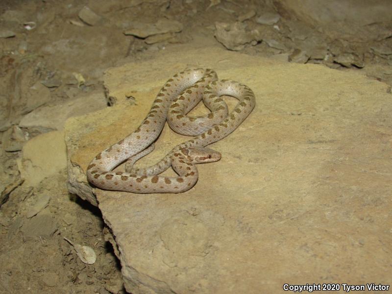 Mesa Verde Nightsnake (Hypsiglena chlorophaea loreala)