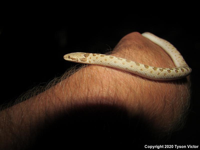 Mesa Verde Nightsnake (Hypsiglena chlorophaea loreala)