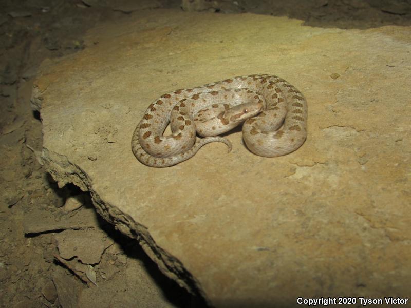 Mesa Verde Nightsnake (Hypsiglena chlorophaea loreala)