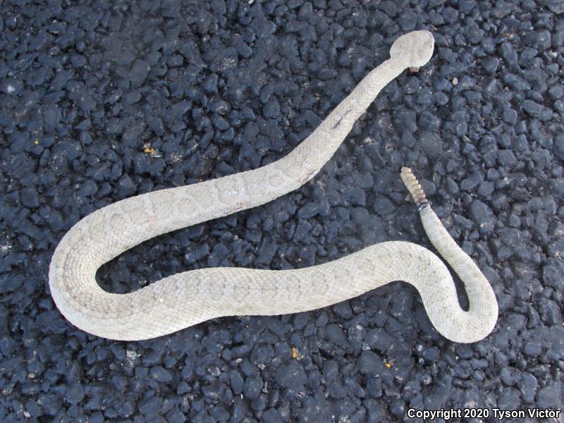 Midget Faded Rattlesnake (Crotalus oreganus concolor)