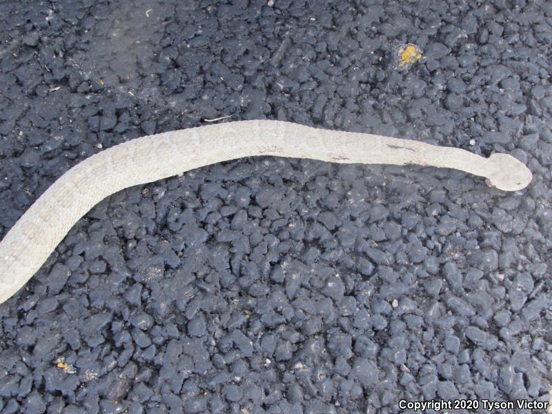 Midget Faded Rattlesnake (Crotalus oreganus concolor)