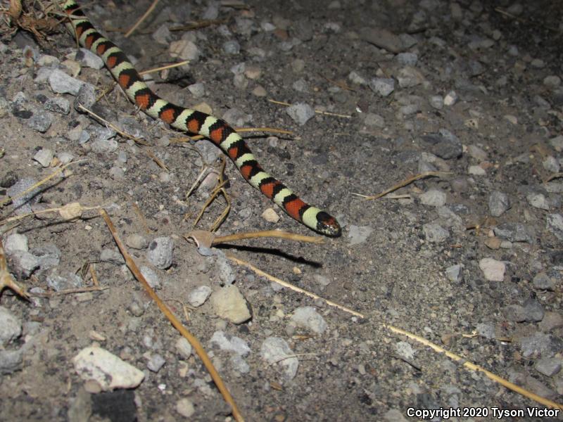 Utah Milksnake (Lampropeltis triangulum taylori)