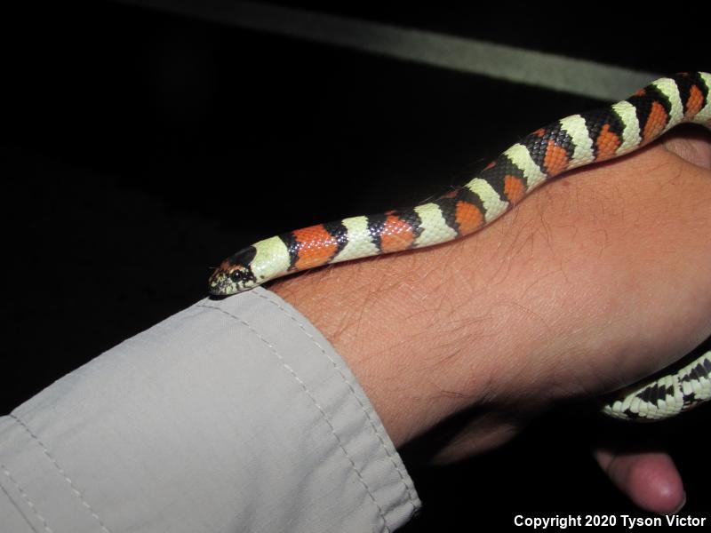 Utah Milksnake (Lampropeltis triangulum taylori)