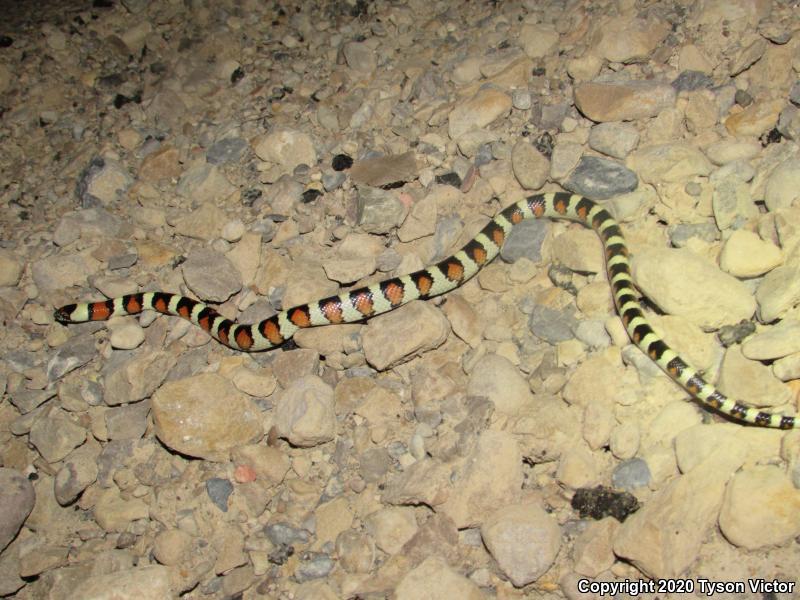 Utah Milksnake (Lampropeltis triangulum taylori)