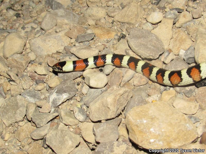 Utah Milksnake (Lampropeltis triangulum taylori)