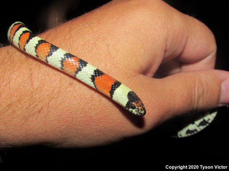 Utah Milksnake (Lampropeltis triangulum taylori)