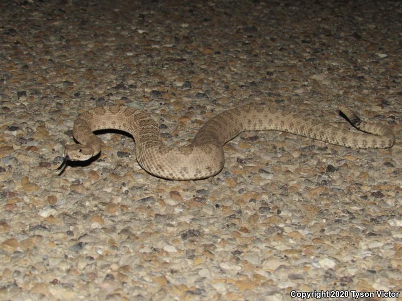 Midget Faded Rattlesnake (Crotalus oreganus concolor)